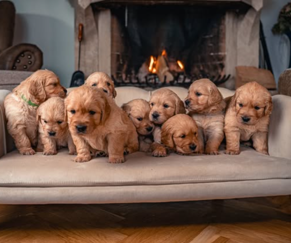 golden retriever pups